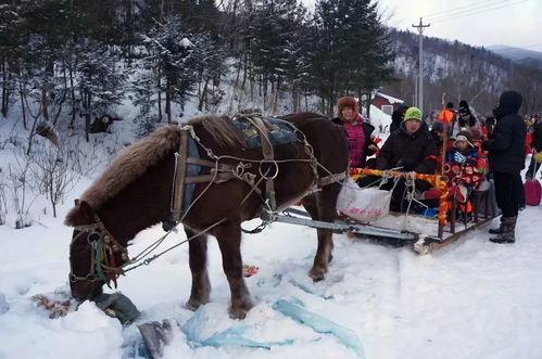 哈尔滨雪乡穿越林海 长白山温泉 雾凇岛......美好的冬天这样玩